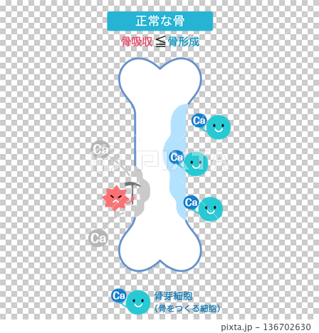 骨吸收和骨形成的機制 正常骨 骨吸收和骨形成的機制 正常骨 136702630