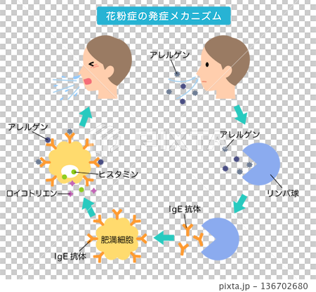 アレルギー発症のしくみ 花粉症のメカニズム アレルギー発症のしくみ 花粉症のメカニズム 136702680