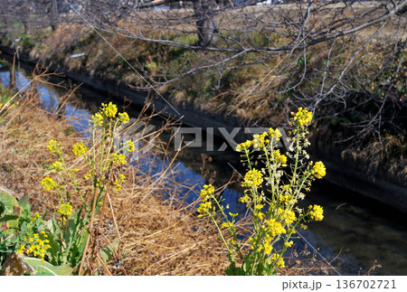 早春の川沿いに咲く菜の花 早春の川沿いに咲く菜の花 136702721