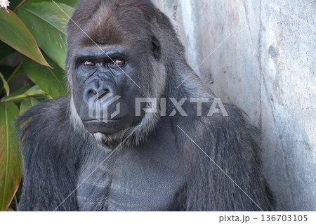 思慮深い性格をうかがわせるゴリラのポートレート 136703105