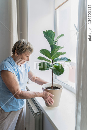 Elder woman carefully placing a Ficus lyrata plant in pot on a bright windowsill, engaging in her home gardening hobby. Indoor gardening, mindfulness, and connection with nature in the personal space Elder woman carefully placing a Ficus lyrata plant in pot on a bright windowsill, engaging in her home gardening hobby. Indoor gardening, mindfulness, and connection with nature in the personal space 136703133