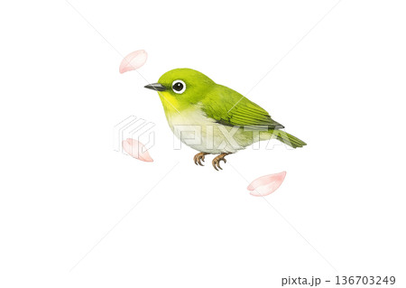 小鳥 花びら 春 水彩 ナチュラル かわいい イラスト 切り抜き素材 136703249