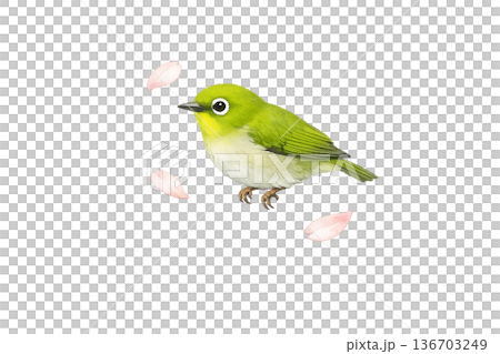 Small bird, petal, spring, watercolor, natural, cute, illustration, clipping material 136703249