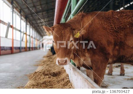 Front view. Cows in the stall at a daytime 136703427