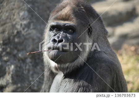 口に棒をくわえるのはゴリラなどの猿に共通のしぐさか 口に棒をくわえるのはゴリラなどの猿に共通のしぐさか 136703673