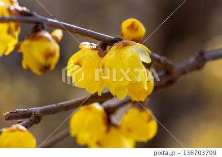 種松山公園に咲く満開の蝋梅 136703709