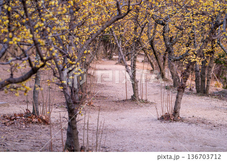 黄色のトンネル冬に光輝くロウバイの並木道 136703712
