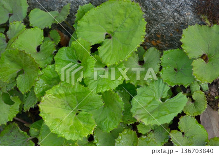 新鮮野菜アブラナ科ワサビ菜 136703840