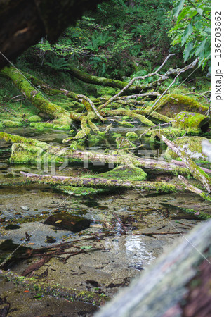 苔の生えた岩と木々 苔の生えた岩と木々 136703862
