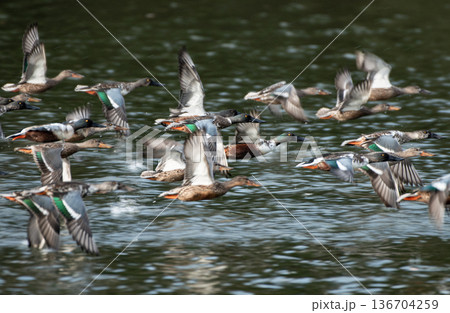 捕食者からの逃避 カモ科ハシビロガモの飛翔 136704259