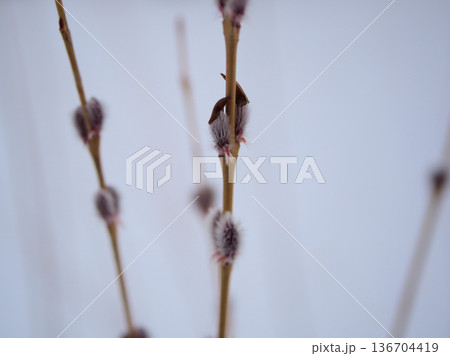 寒い2月に芽吹いた「コリヤナギ(行李柳)」 寒い2月に芽吹いた「コリヤナギ(行李柳)」 136704419