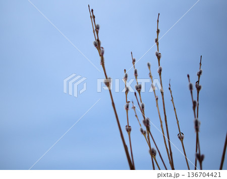 寒い2月に芽吹いた「コリヤナギ(行李柳)」 寒い2月に芽吹いた「コリヤナギ(行李柳)」 136704421