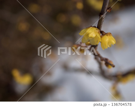 寒い2月に咲いた可憐なソシンロウバイの花 寒い2月に咲いた可憐なソシンロウバイの花 136704578