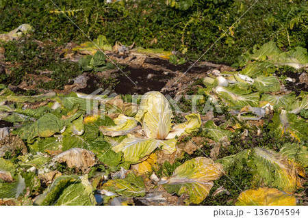 畑の白菜 136704594