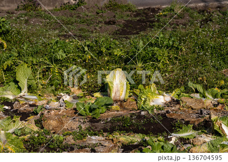 畑の白菜 136704595
