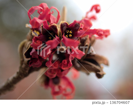 2月に咲いたハマメリス･インターメディア「ダイアン」の赤い花 136704607