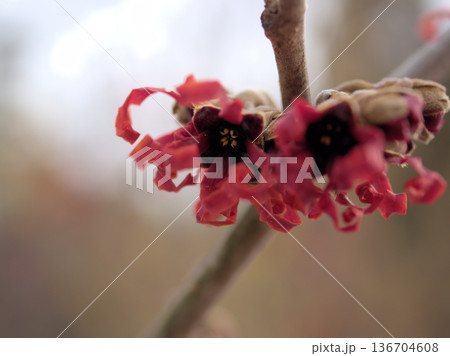2月に咲いたハマメリス･インターメディア「ダイアン」の赤い花 136704608