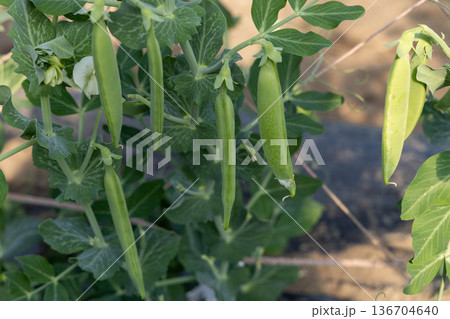 畑で栽培されているスナップエンドウ 136704640