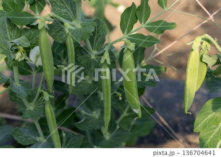 畑で栽培されているスナップエンドウ 136704641