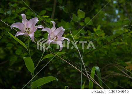 ササユリの花 136704649