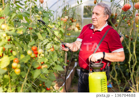 Elderly gardener spraying plants with chemicals in backyard greenhouse 136704688