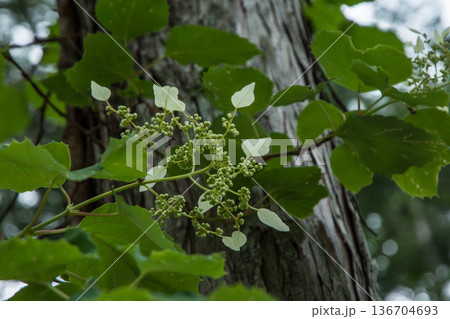 ヒノキに絡まったアジサイ科イワガラミの花 ヒノキに絡まったアジサイ科イワガラミの花 136704693