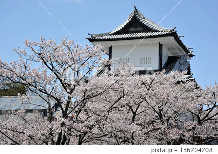 金沢城　石川門の桜 136704708