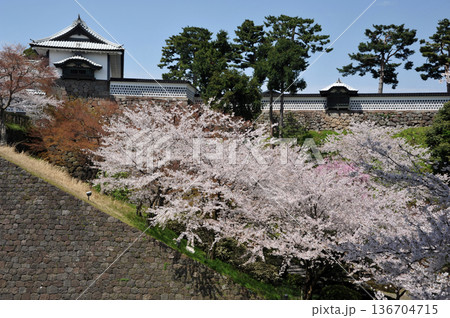金沢城　石川門の桜 136704715