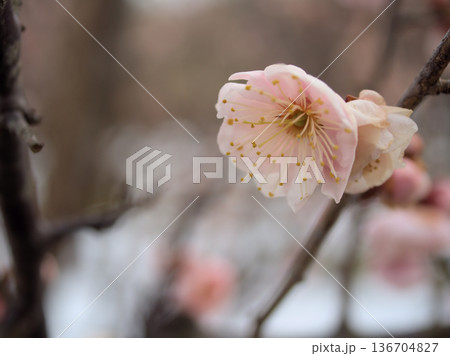 冷え込んだ2月に咲いたピンク色の梅の花「一流（イチリュウ）」 136704827