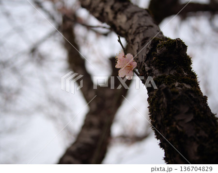 冷え込んだ2月に咲いたピンク色の梅の花「一流（イチリュウ）」 136704829