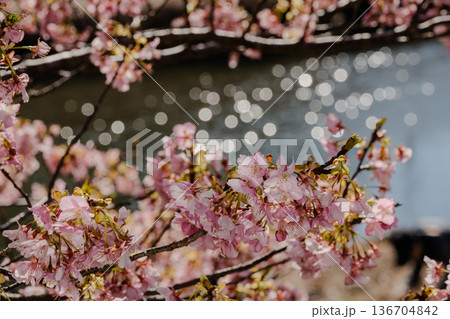南伊豆の河津桜と川面の煌めき 水面の反射が美しい春の情景 南伊豆の河津桜と川面の煌めき 水面の反射が美しい春の情景 136704842