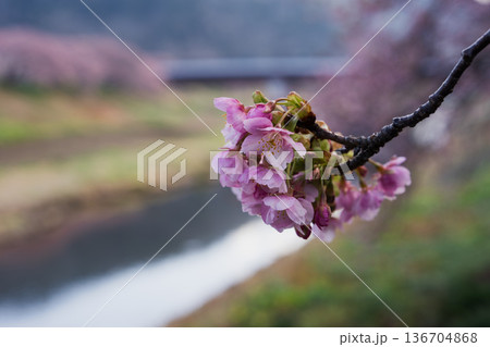 南伊豆の河津桜と穏やかな川の流れ 青野川沿いの春風景 南伊豆の河津桜と穏やかな川の流れ 青野川沿いの春風景 136704868