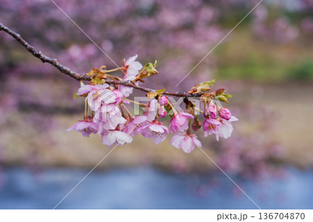 南伊豆の河津桜と穏やかな川の流れ 青野川沿いの春風景 136704870