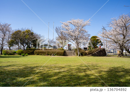 特攻碑公園の桜の風景（出水市） 136704892