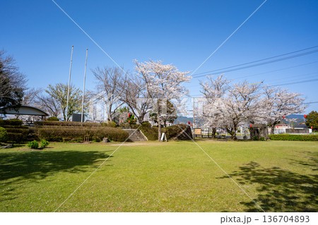 特攻碑公園の桜の風景（出水市） 136704893
