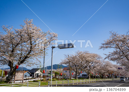 特攻碑公園の桜の風景（出水市） 136704899