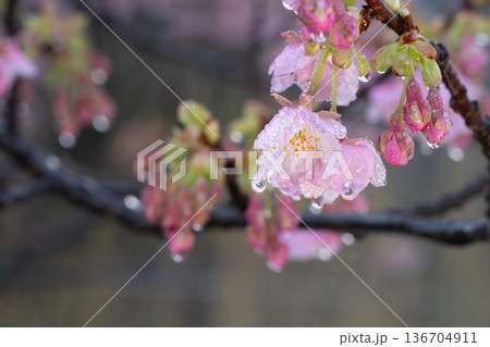 温泉の湯けむりに濡れる河津桜 瑞々しい水滴と春の幻想的な風景河津桜,カワヅザクラ,桜,サクラ,花,春 温泉の湯けむりに濡れる河津桜 瑞々しい水滴と春の幻想的な風景河津桜,カワヅザクラ,桜,サクラ,花,春 136704911