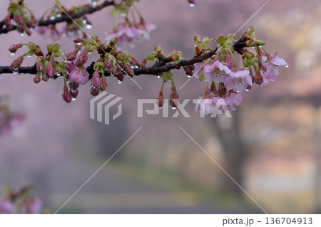 温泉の湯けむりに濡れる河津桜 瑞々しい水滴と春の幻想的な風景 温泉の湯けむりに濡れる河津桜 瑞々しい水滴と春の幻想的な風景 136704913