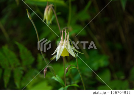 山地の草原に咲く多年草　キンポウゲ科キバナノヤマオダマキの花 136704915