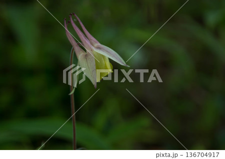 キンポウゲ科キバナノヤマオダマキの黄色い花 キンポウゲ科キバナノヤマオダマキの黄色い花 136704917