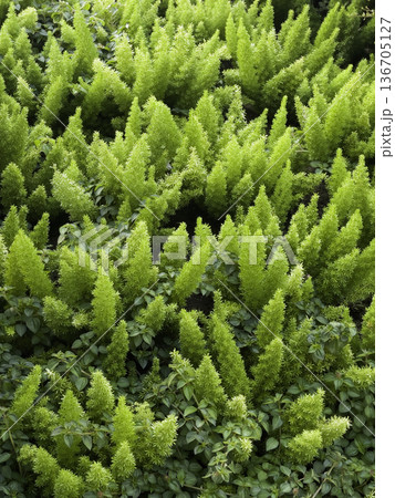 Natural flower landscaping in home garden 136705127