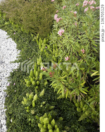 Natural flower landscaping in home garden 136705129