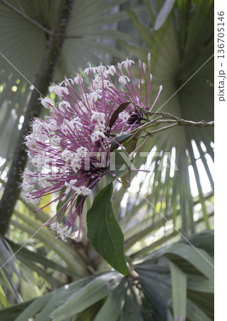 Natural flower landscaping in home garden Natural flower landscaping in home garden 136705146
