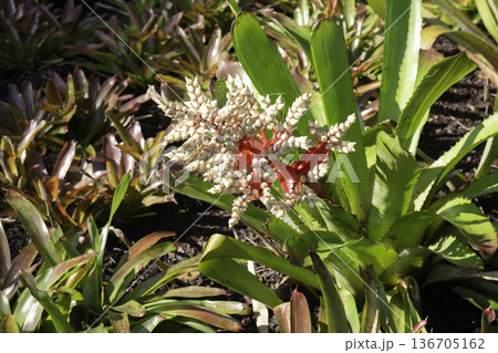 Natural flower landscaping in home garden Natural flower landscaping in home garden 136705162