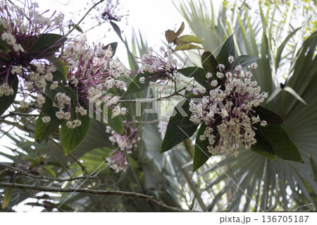 Natural flower landscaping in home garden Natural flower landscaping in home garden 136705187
