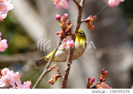 満開の河津桜にとまるメジロ 136705270
