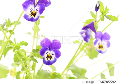 紫色のパンジー　春の花　明るい背景 136705592