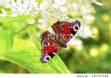Peacock butterfly (Aglais io) sits on blooming hydrangea flower (Hydrangea paniculata). 136705598