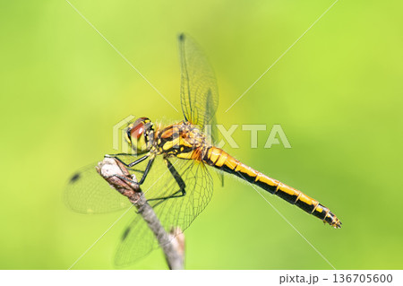 Side view of female Black Darter dragonfly (Sympetrum danae) perched on dry twig against blurred green background. 136705600