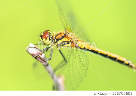Side view of female Black Darter dragonfly (Sympetrum danae) perched on dry twig against blurred green background. Side view of female Black Darter dragonfly (Sympetrum danae) perched on dry twig against blurred green background. 136705602